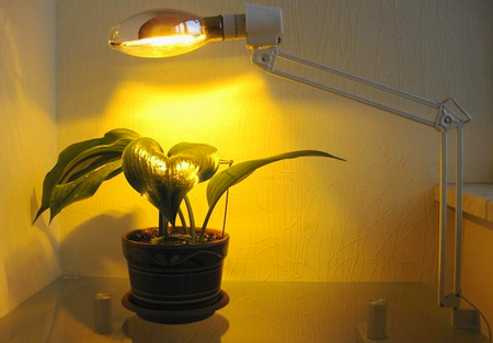 Освещение растения натриевой лампой