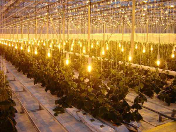 Подсветка растений лампами накаливания