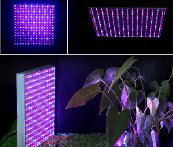 С помощью светодиодных фитоламп можно подобрать необходимый для растений спектр