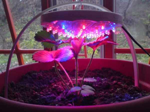 Дополнительная подсветка светолюбивых растений